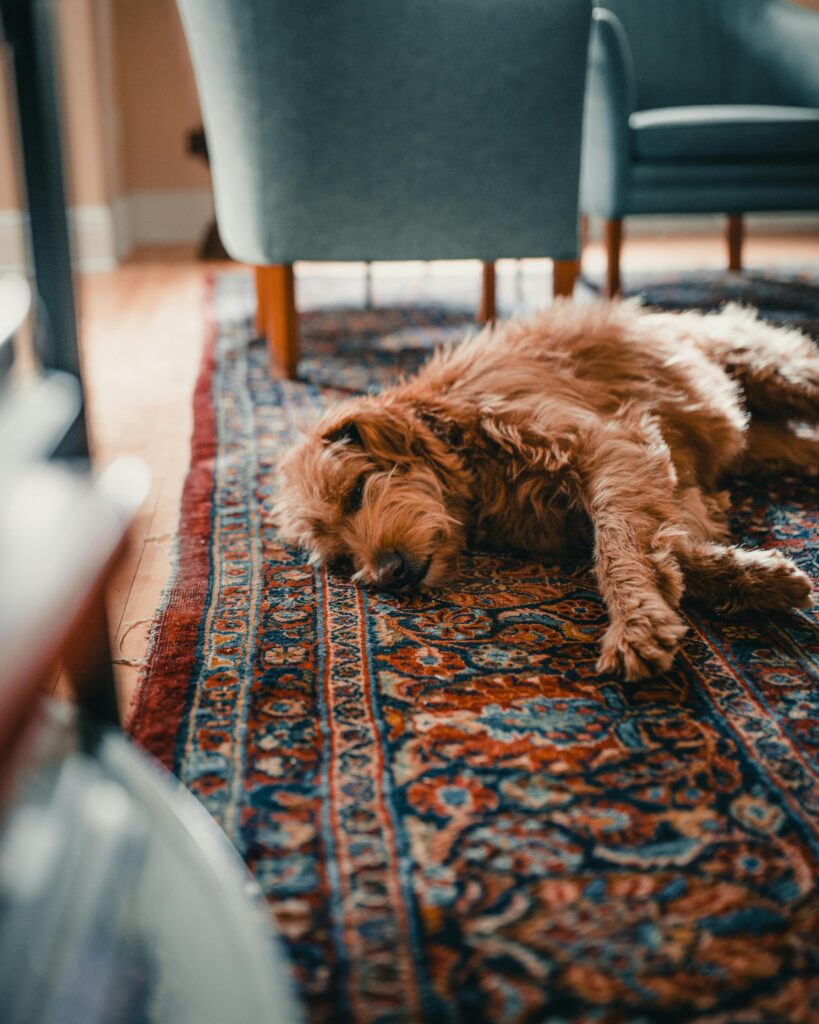 A fluffy dog rests peacefully on a vibrant Persian rug .